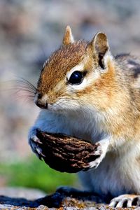 Preview wallpaper squirrel, nuts, food, stones