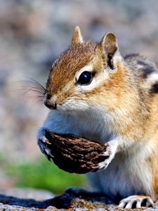 Preview wallpaper squirrel, nuts, food, stones