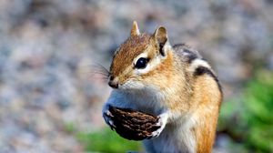 Preview wallpaper squirrel, nuts, food, stones