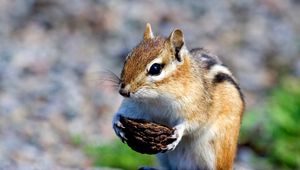 Preview wallpaper squirrel, nuts, food, stones