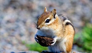 Preview wallpaper squirrel, nuts, food, stones