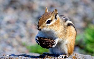 Preview wallpaper squirrel, nuts, food, stones