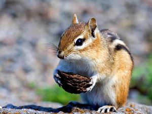 Preview wallpaper squirrel, nuts, food, stones