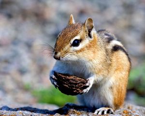 Preview wallpaper squirrel, nuts, food, stones