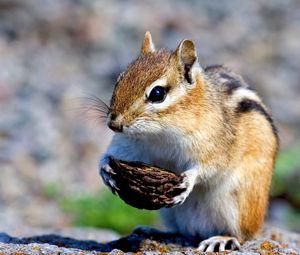 Preview wallpaper squirrel, nuts, food, stones