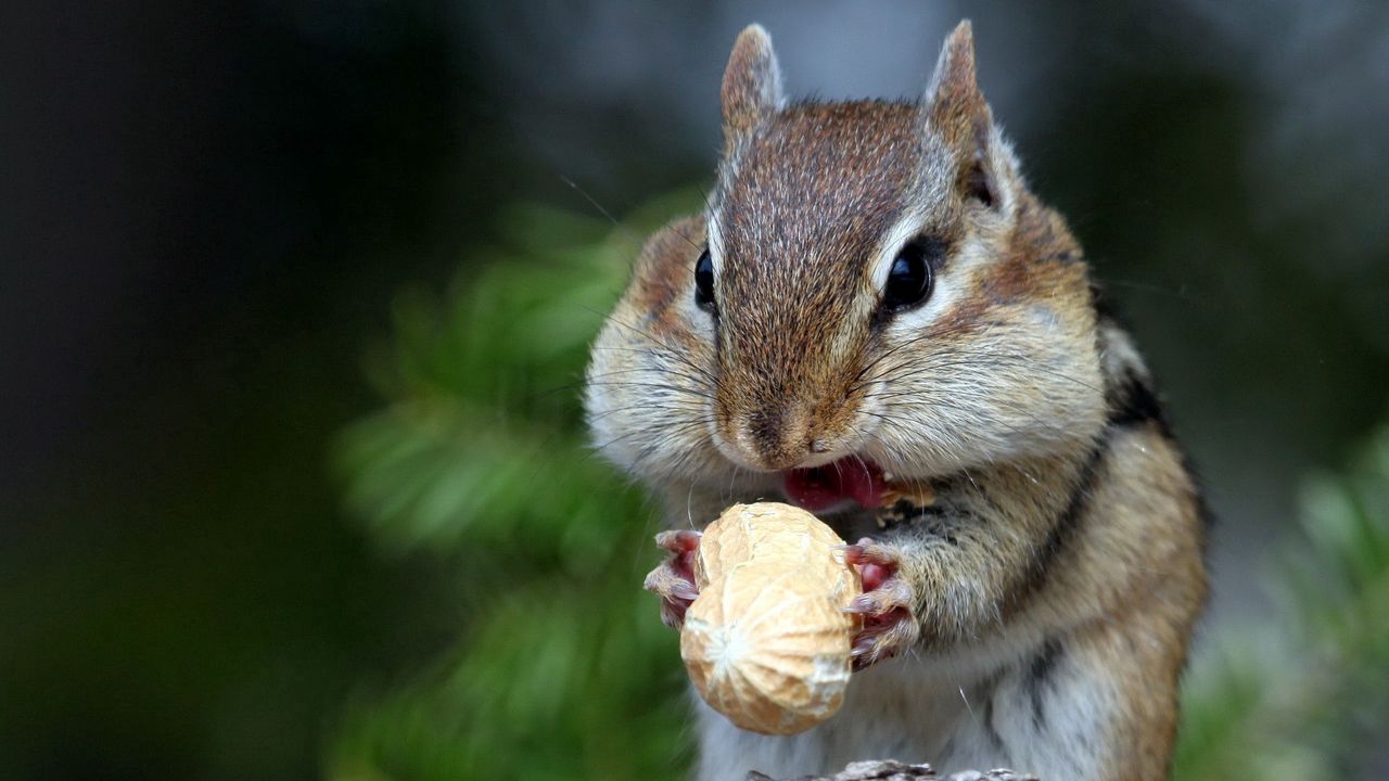 Wallpaper squirrel, nuts, food, face