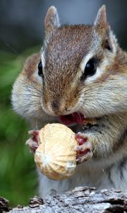 Preview wallpaper squirrel, nuts, food, face