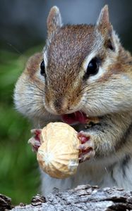 Preview wallpaper squirrel, nuts, food, face