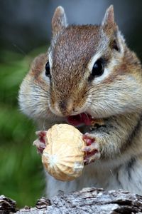 Preview wallpaper squirrel, nuts, food, face