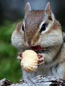 Preview wallpaper squirrel, nuts, food, face