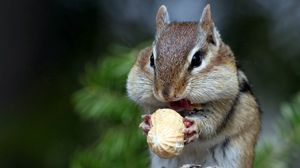Preview wallpaper squirrel, nuts, food, face