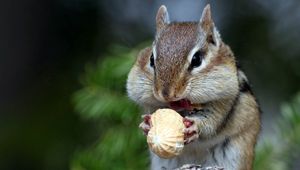 Preview wallpaper squirrel, nuts, food, face