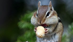 Preview wallpaper squirrel, nuts, food, face