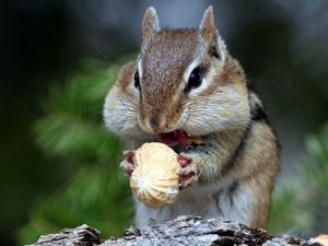 Preview wallpaper squirrel, nuts, food, face