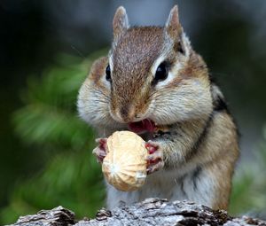 Preview wallpaper squirrel, nuts, food, face