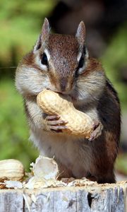 Preview wallpaper squirrel, nuts, food, mining