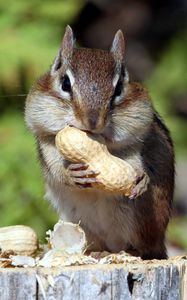 Preview wallpaper squirrel, nuts, food, mining