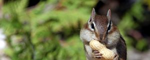 Preview wallpaper squirrel, nuts, food, mining