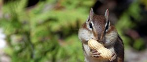 Preview wallpaper squirrel, nuts, food, mining