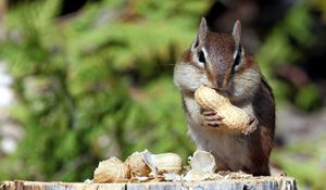 Preview wallpaper squirrel, nuts, food, mining