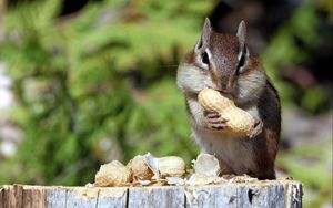 Preview wallpaper squirrel, nuts, food, mining