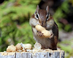 Preview wallpaper squirrel, nuts, food, mining