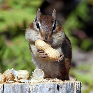 Preview wallpaper squirrel, nuts, food, mining