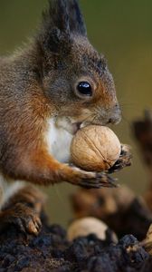 Preview wallpaper squirrel, nuts, food, animal