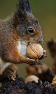 Preview wallpaper squirrel, nuts, food, animal