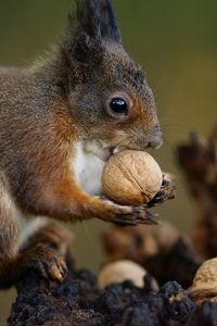 Preview wallpaper squirrel, nuts, food, animal