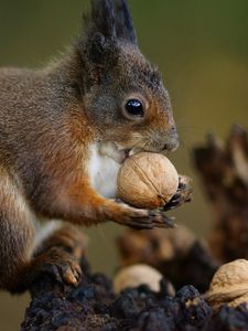 Preview wallpaper squirrel, nuts, food, animal