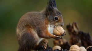 Preview wallpaper squirrel, nuts, food, animal