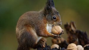 Preview wallpaper squirrel, nuts, food, animal