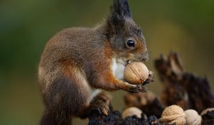 Preview wallpaper squirrel, nuts, food, animal