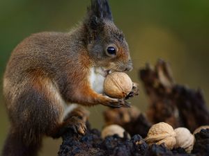 Preview wallpaper squirrel, nuts, food, animal