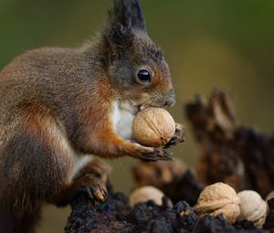 Preview wallpaper squirrel, nuts, food, animal