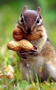 Preview wallpaper squirrel, nuts, grass, leaves, autumn