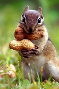 Preview wallpaper squirrel, nuts, grass, leaves, autumn