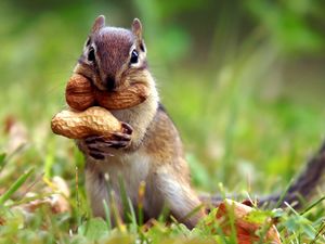 Preview wallpaper squirrel, nuts, grass, leaves, autumn