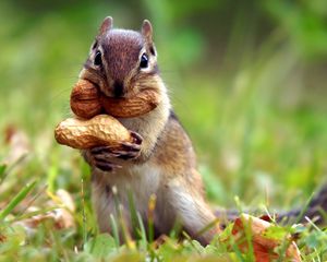 Preview wallpaper squirrel, nuts, grass, leaves, autumn