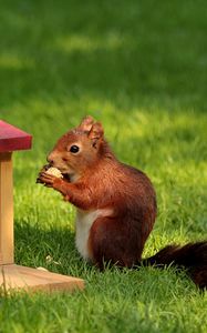 Preview wallpaper squirrel, nuts, pork, grass