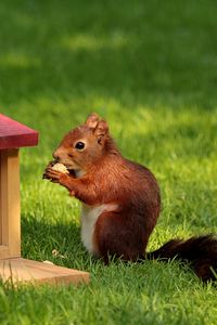 Preview wallpaper squirrel, nuts, pork, grass