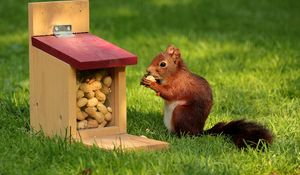 Preview wallpaper squirrel, nuts, pork, grass