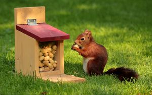 Preview wallpaper squirrel, nuts, pork, grass