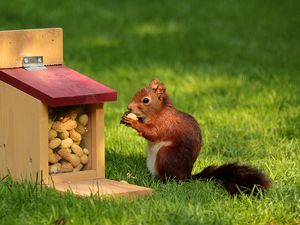 Preview wallpaper squirrel, nuts, pork, grass