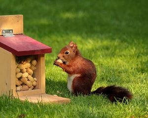 Preview wallpaper squirrel, nuts, pork, grass