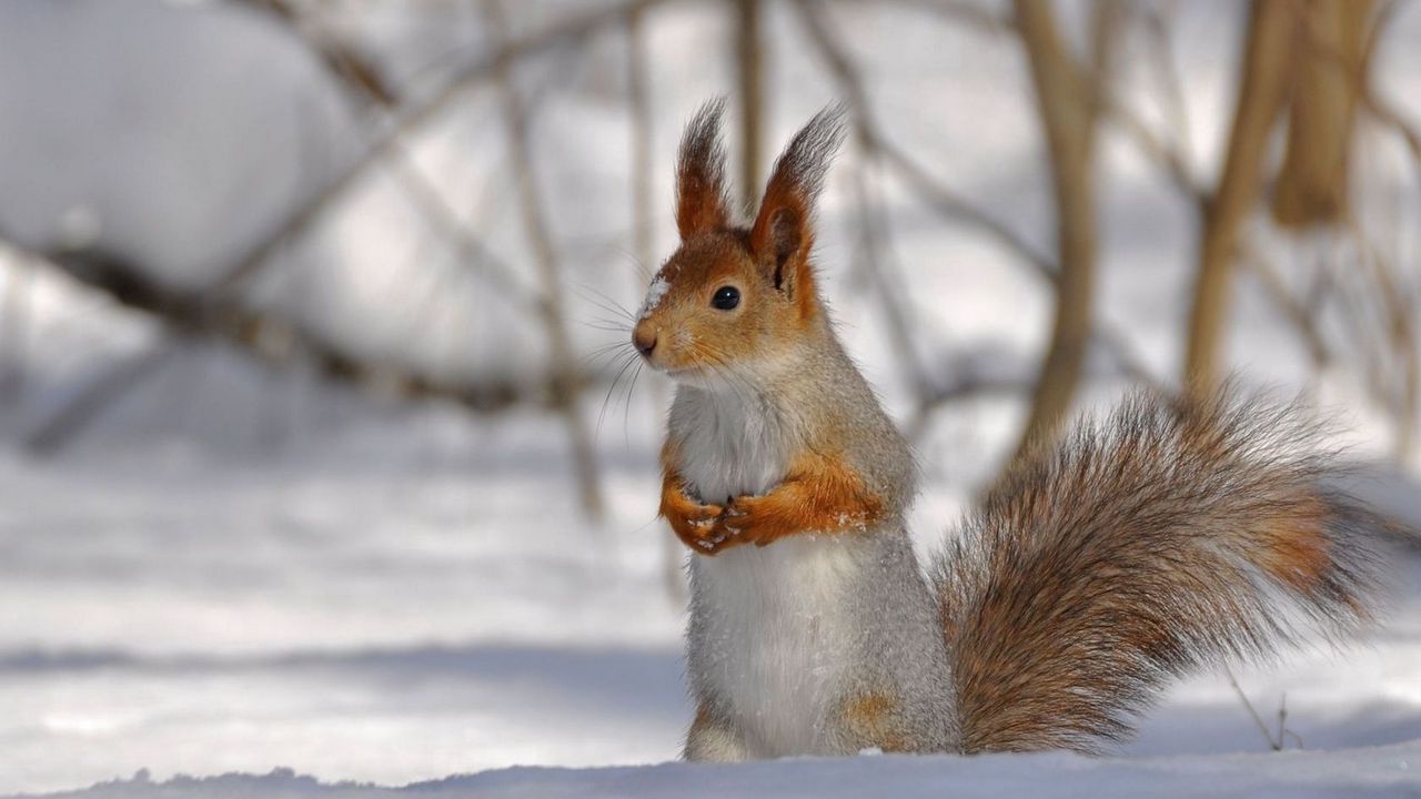 Wallpaper squirrel, park, snow, winter, climbing, tree, wood