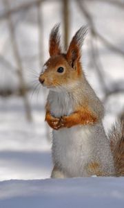 Preview wallpaper squirrel, park, snow, winter, climbing, tree, wood