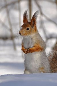 Preview wallpaper squirrel, park, snow, winter, climbing, tree, wood