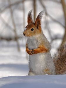 Preview wallpaper squirrel, park, snow, winter, climbing, tree, wood